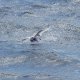 14- On a peche un oiseau 